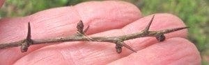 Common Hawthorn thorns