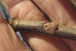Horse Chestnut Leaf Scar