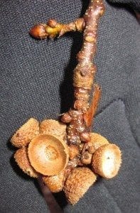 oak sessile acorns
