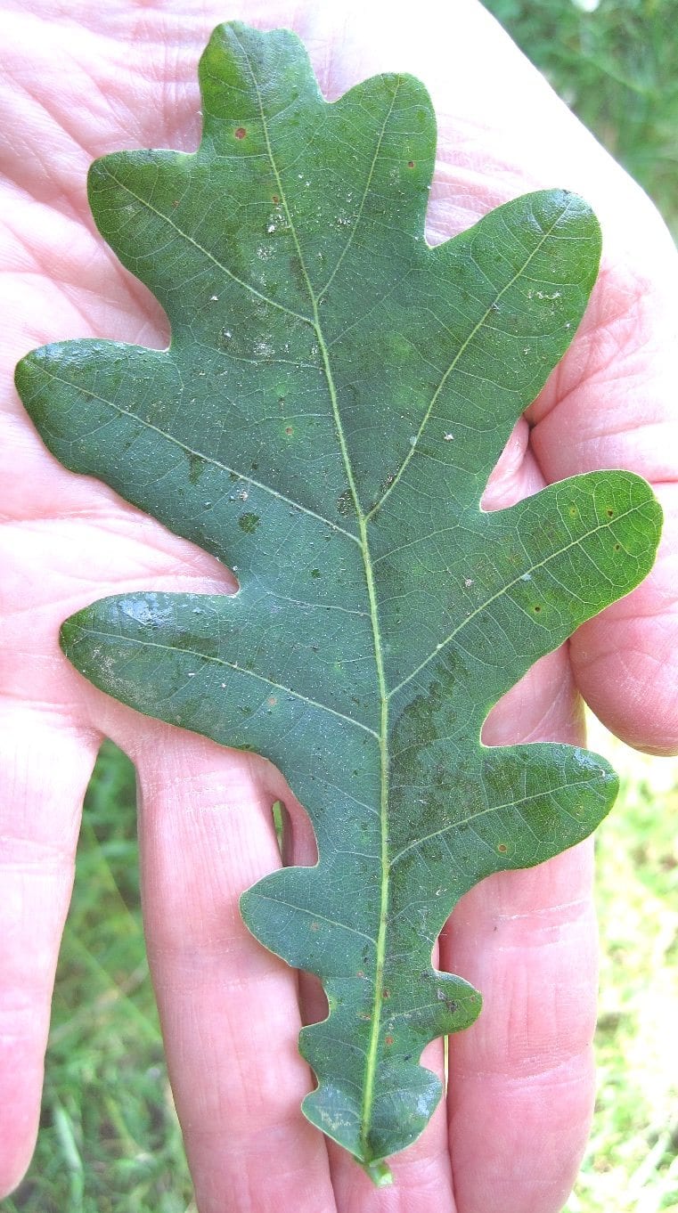 english oak leaf with ears and no stalk 