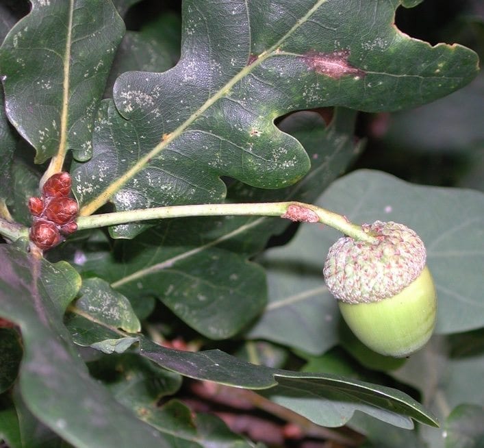 english oak acorn on a long stalk or peduncle