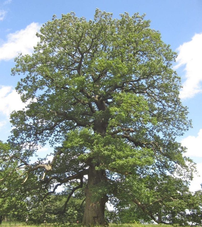 sessile oak tree in midsummer