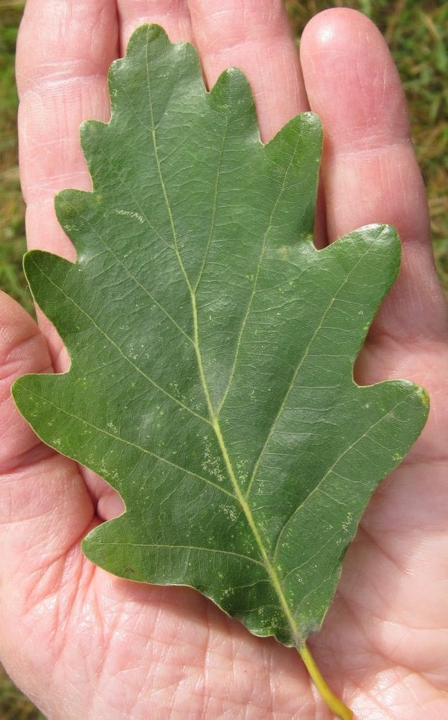 seesile oak leaf with long stalk