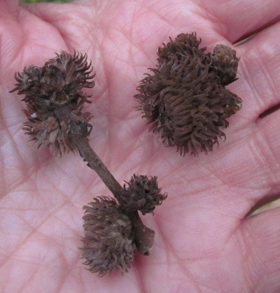 How To Identify Oak Trees In Winter PELAJARAN