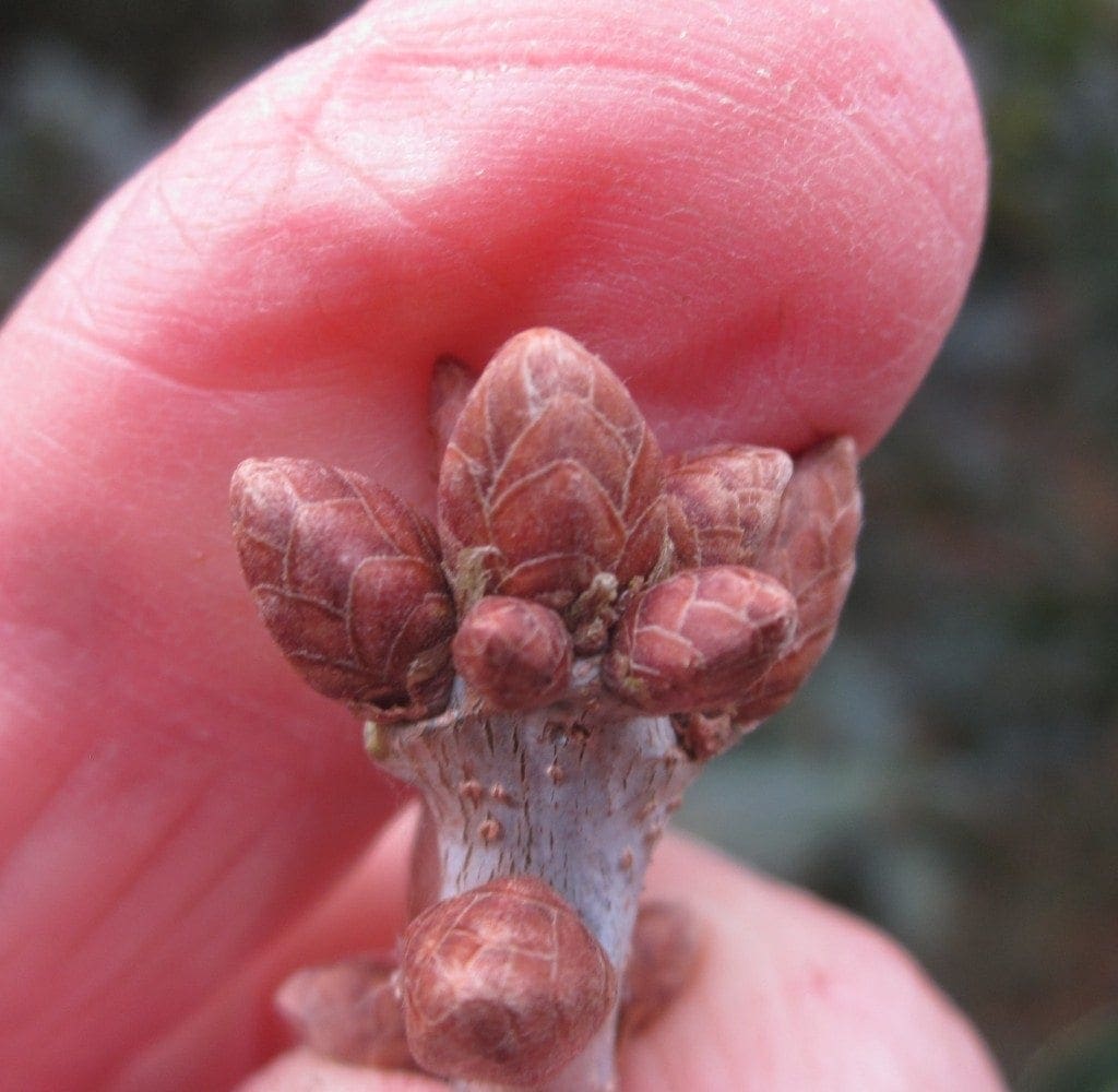 Oak identification in winter Tree Guide UK