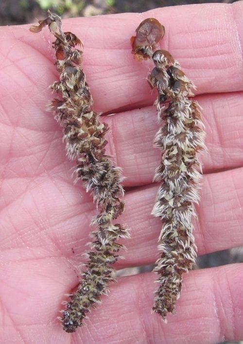 Catkins Tree Guide UK