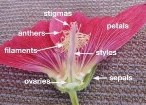 hollyhock flower section