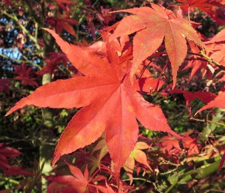 Trees in Autumn - Tree Guide UK Trees in autumn