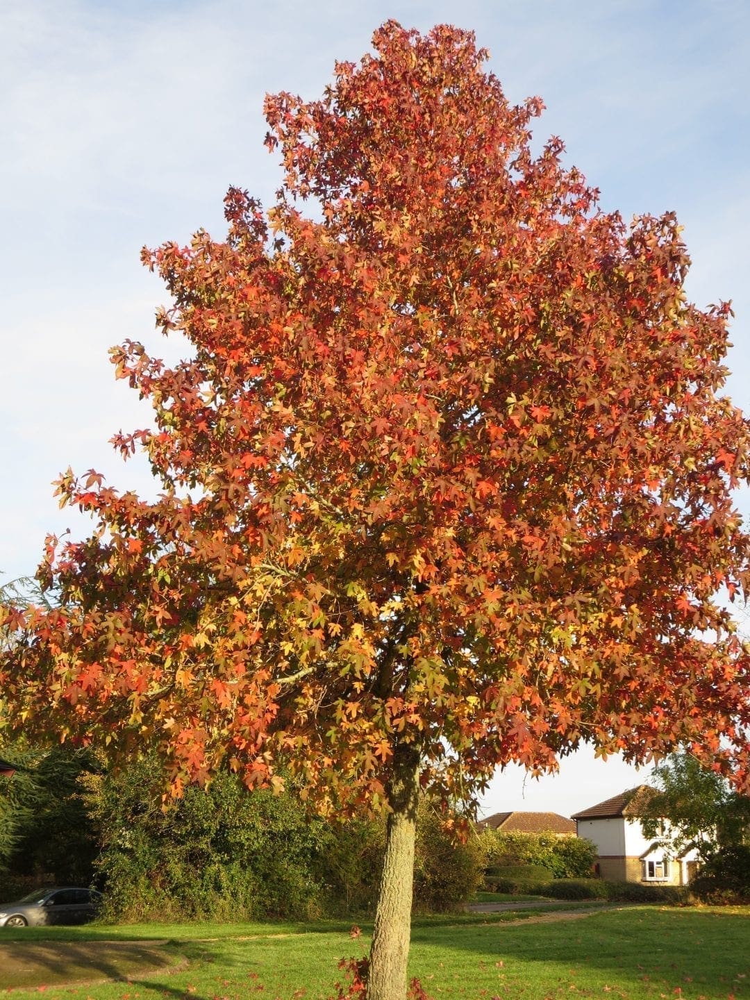 Trees in Autumn - Tree Guide UK Trees in autumn