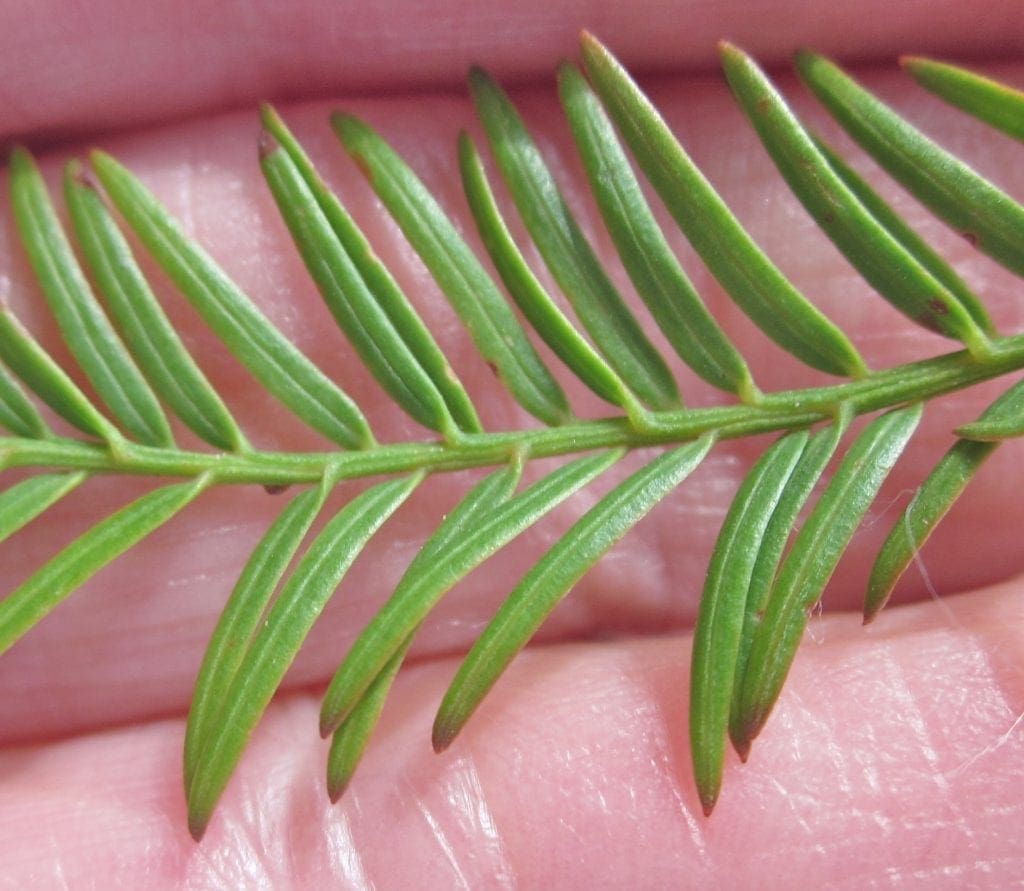 Two Deciduous Conifers Tree Guide UK