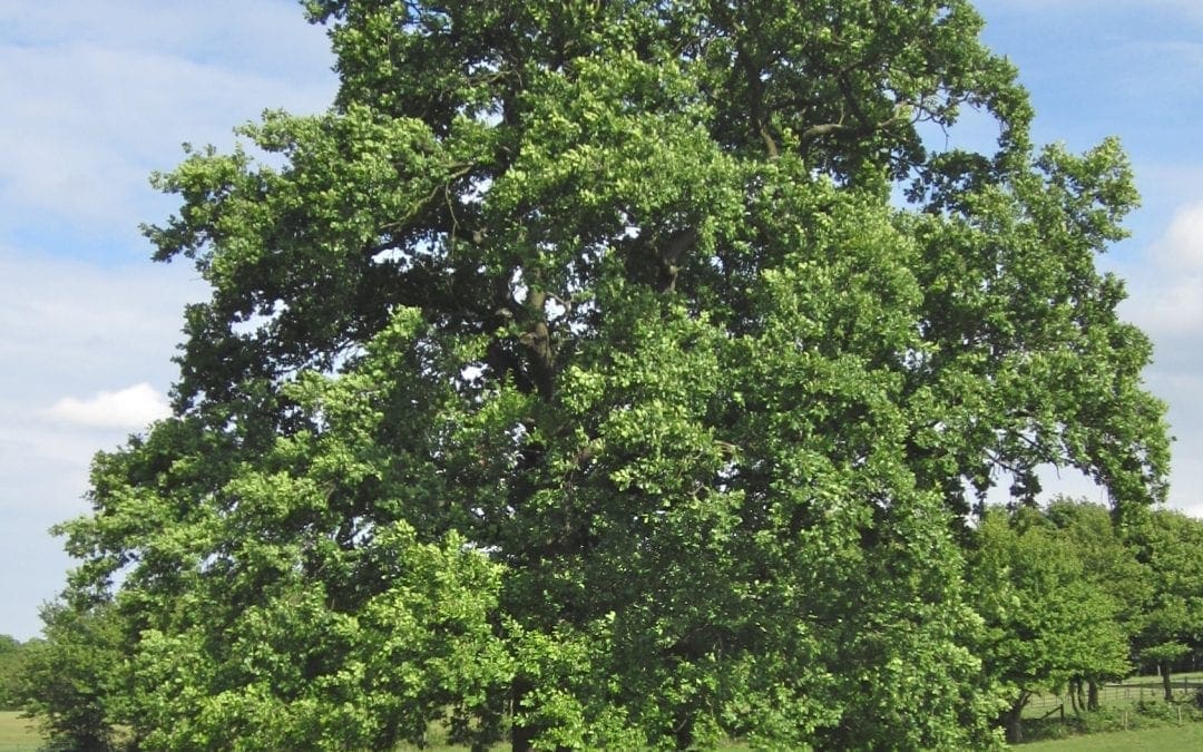 English and Sessile Oak