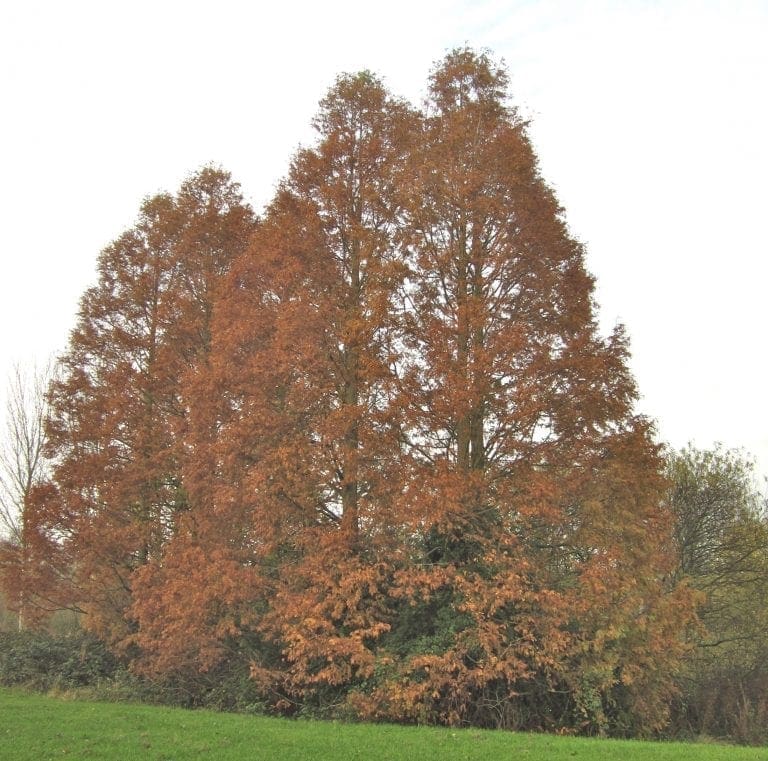 Two Deciduous Conifers Tree Guide UK