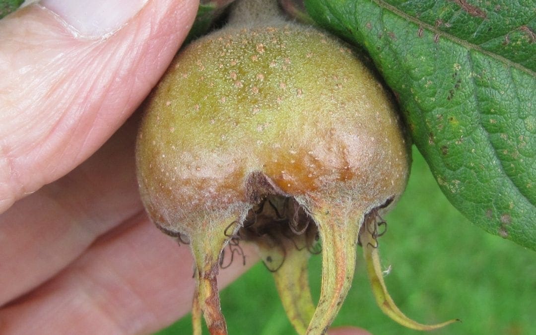 Medlar