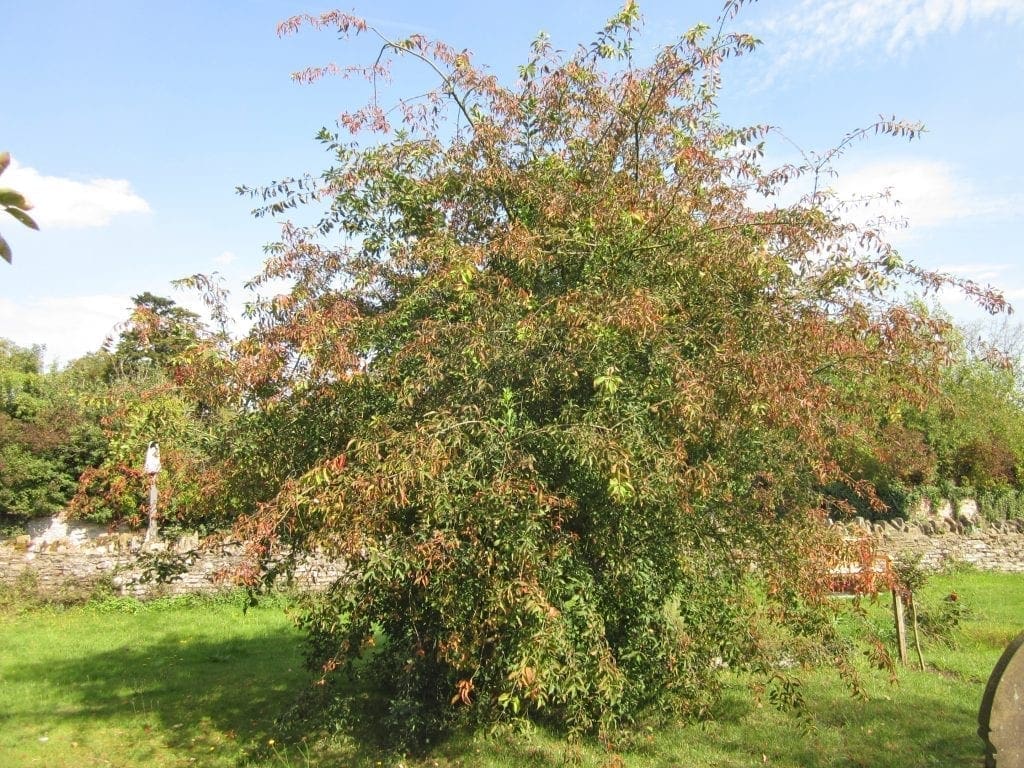 Spindle Tree in Autumn Tree Guide UK Spindle Tree in Autumn