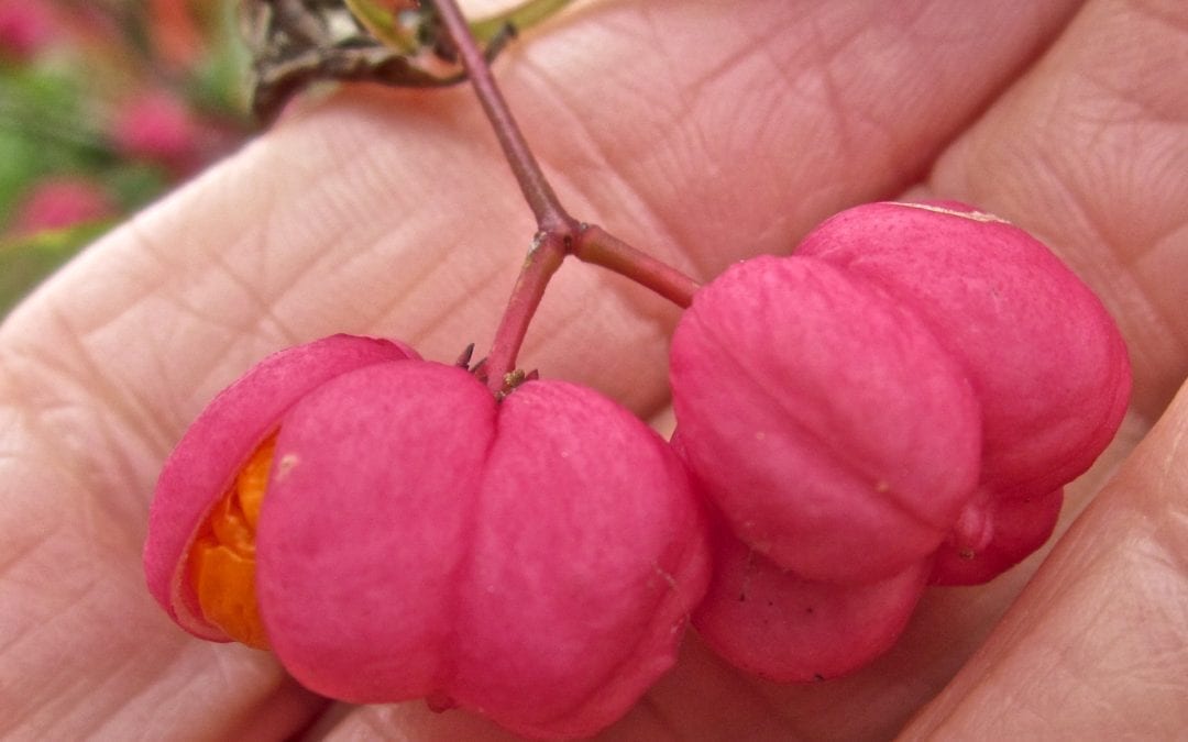 Spindle Tree in Autumn