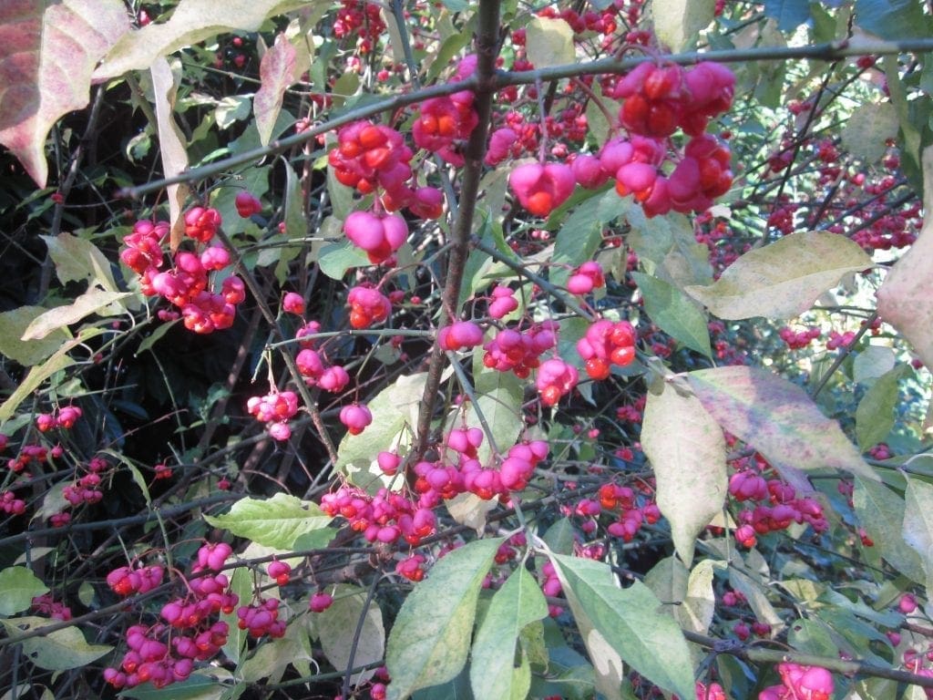Spindle Tree in Autumn Tree Guide UK Spindle Tree in Autumn