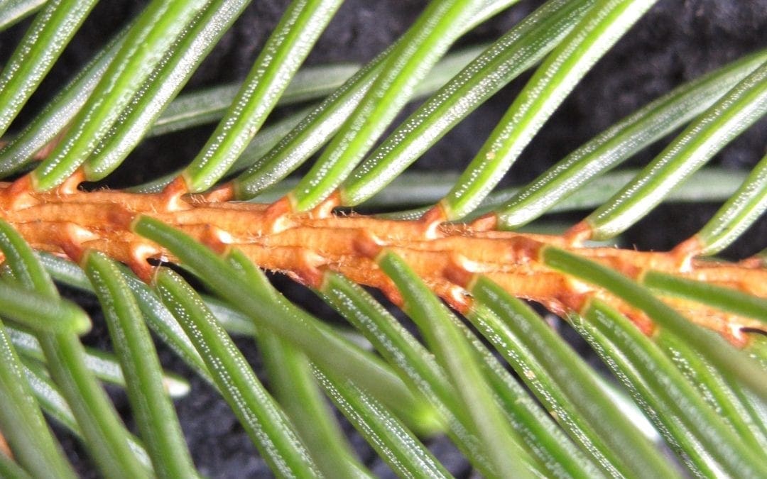 Spruce or Fir