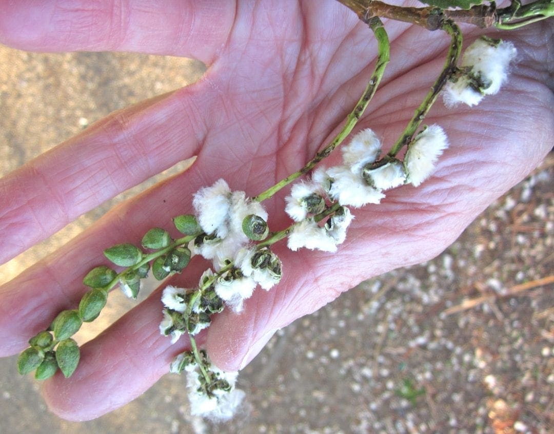 Catkins Tree Guide UK Tree identification by catkins