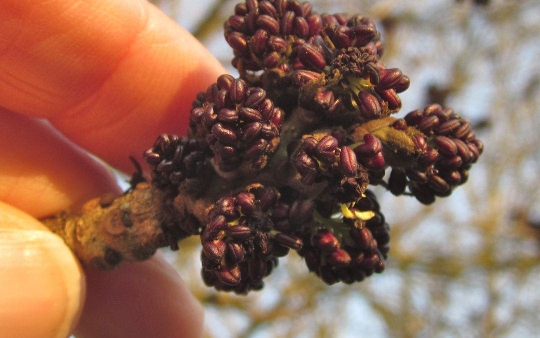 Ash flowers in March