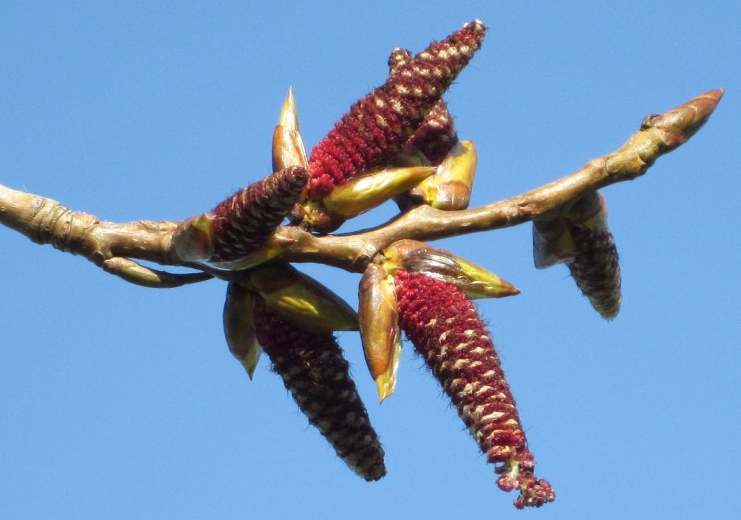 Hybrid Black Poplar male catkins