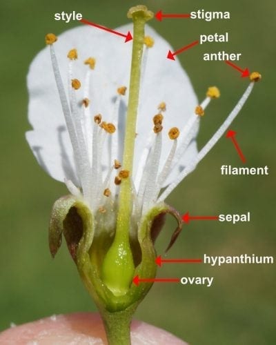 Cherry flower superior ovary