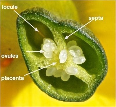 daffodil flower ovary and placenta