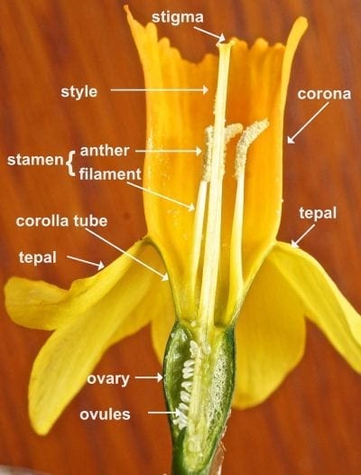 Daffodil flower inferior ovary