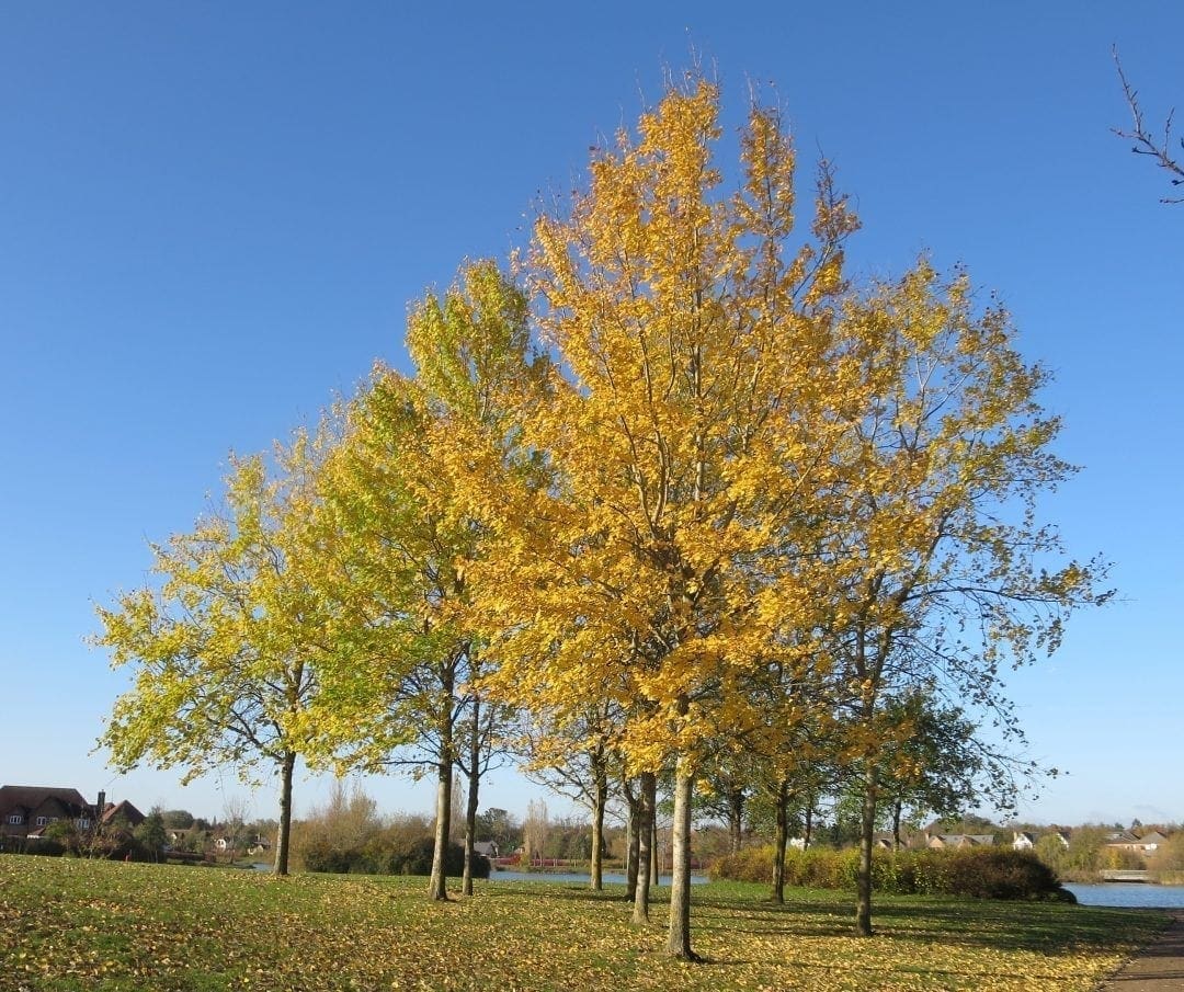Trees in Autumn - Tree Guide UK - Trees in autumn with spectacular colour