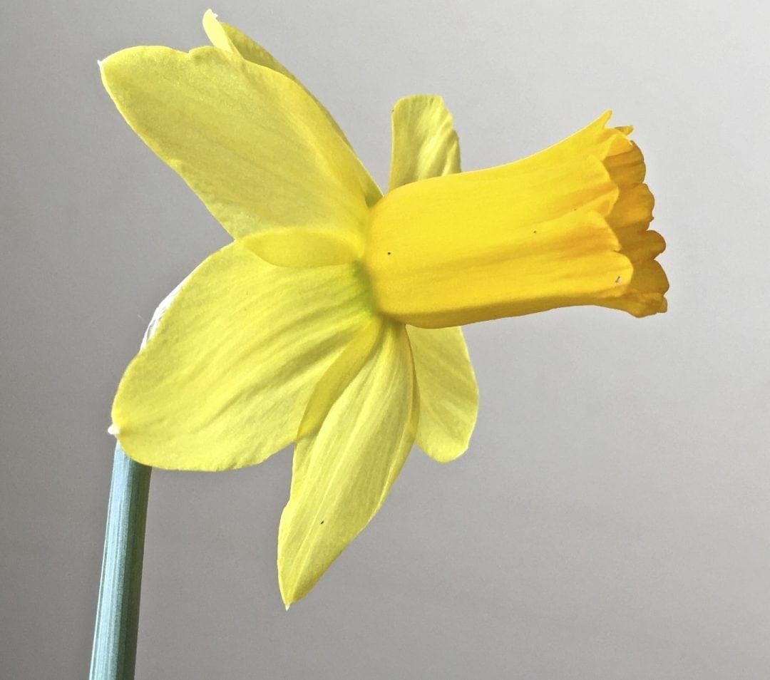 daff 1 - Tree Guide UK