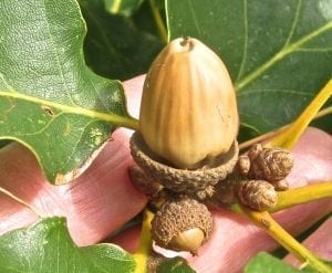 Oak nut