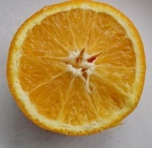 orange hesperidium fleshy fruit