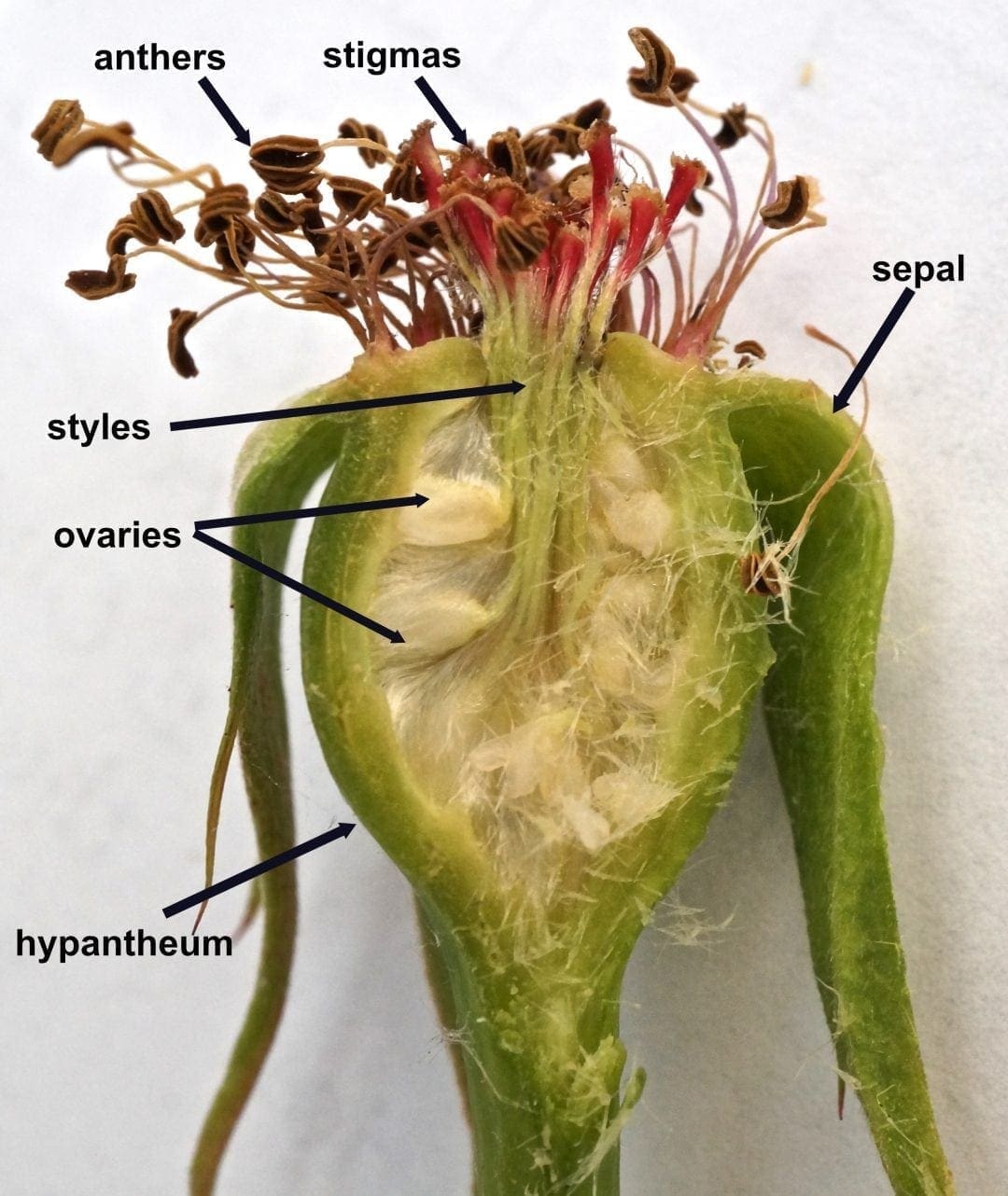 Accessory Fruit Tree Guide UK Accessory fruits
