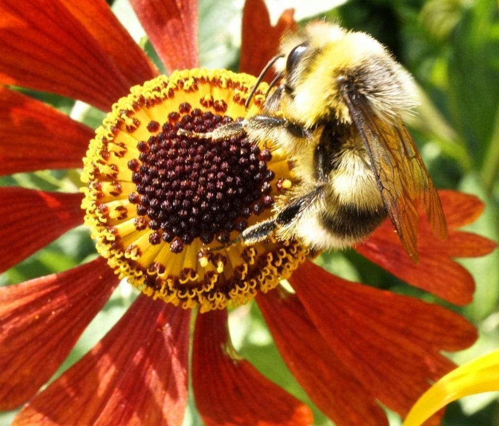 Insect Pollinated Flowers Insect pollinated flowers