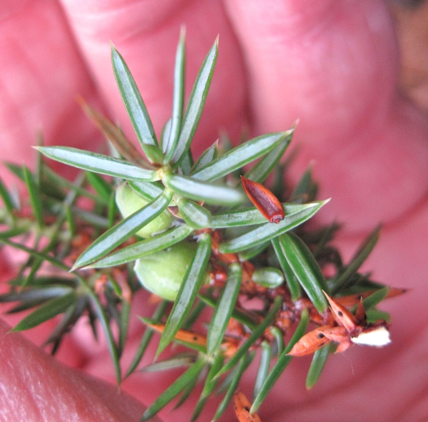 common juniper needles