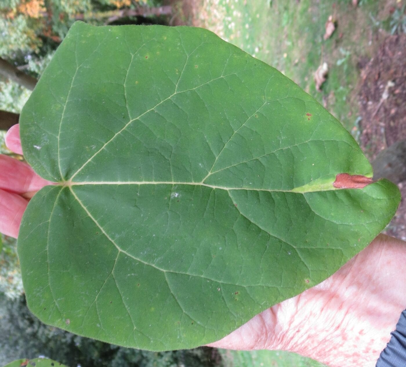 Foxglove Tree leaf