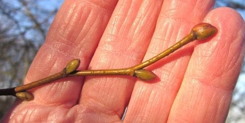 Alternate buds of Small-leaved Lime
