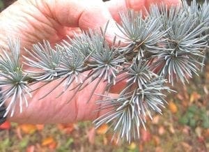 needles are in clusters