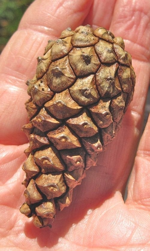 types of pine cones