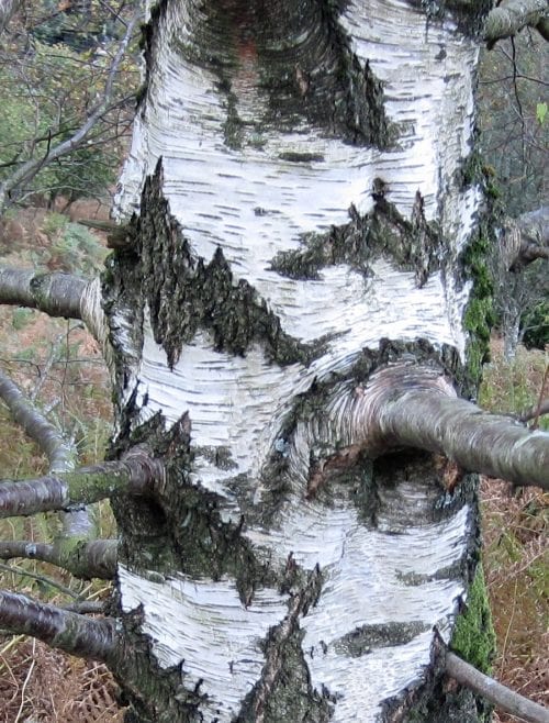 Silver Birch bark