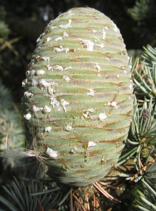 Atlas Cedar Cone
