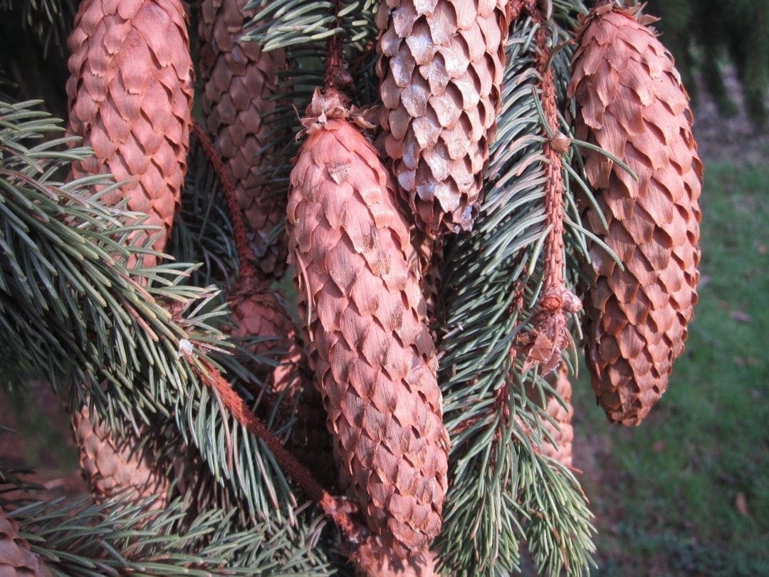 Conifer Cone Key Tree Guide UK conifer tree ID by cone