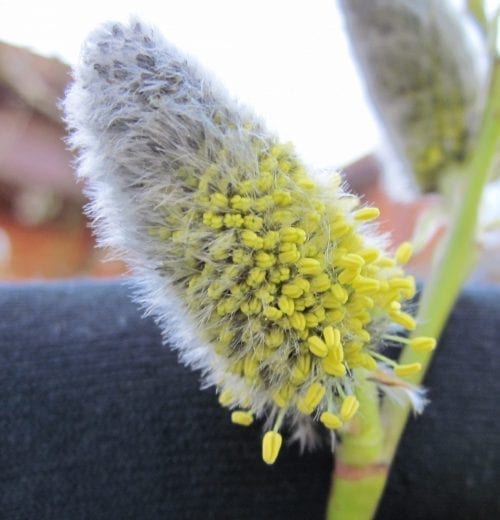 Goat Willow male catkins