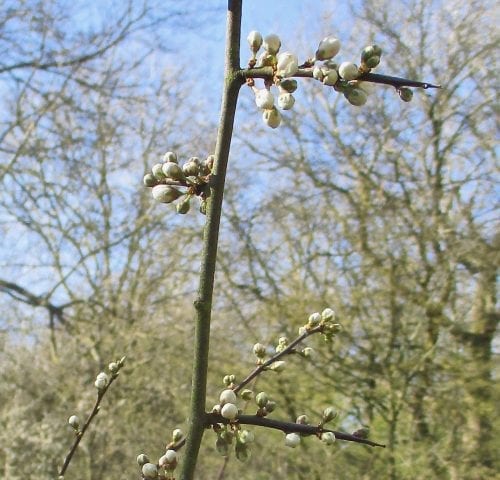 blackthorn flower buds and thorns