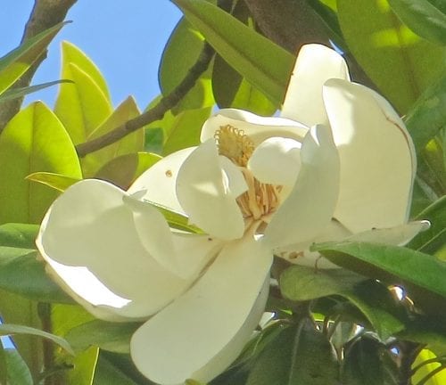 Southern Evergreen Magnolia flower