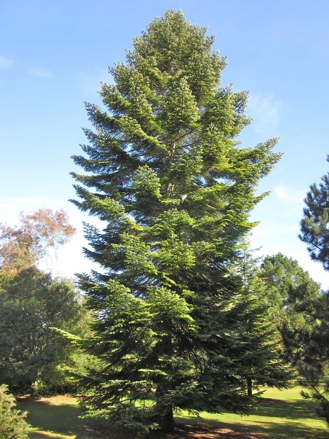 Spruce or Fir Tree Guide UK spruce or fir