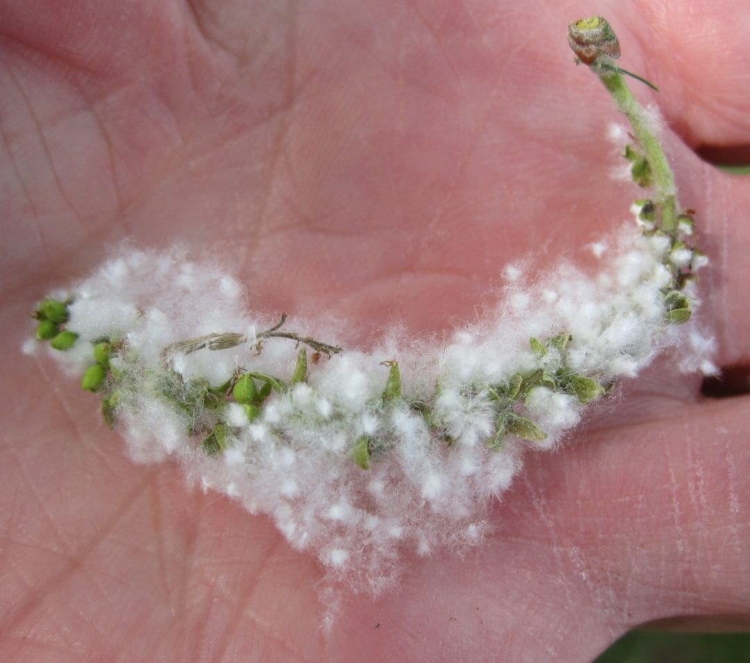Catkins Tree Guide UK Tree identification by catkins