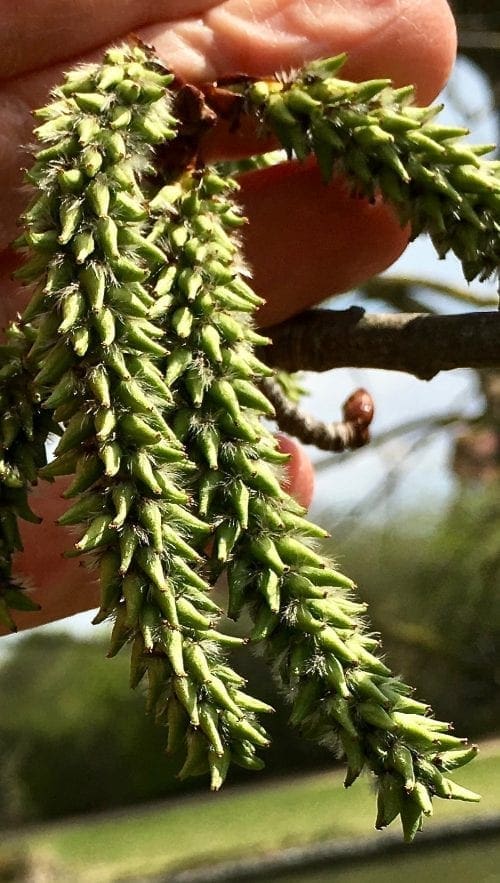 Catkins Tree Guide UK