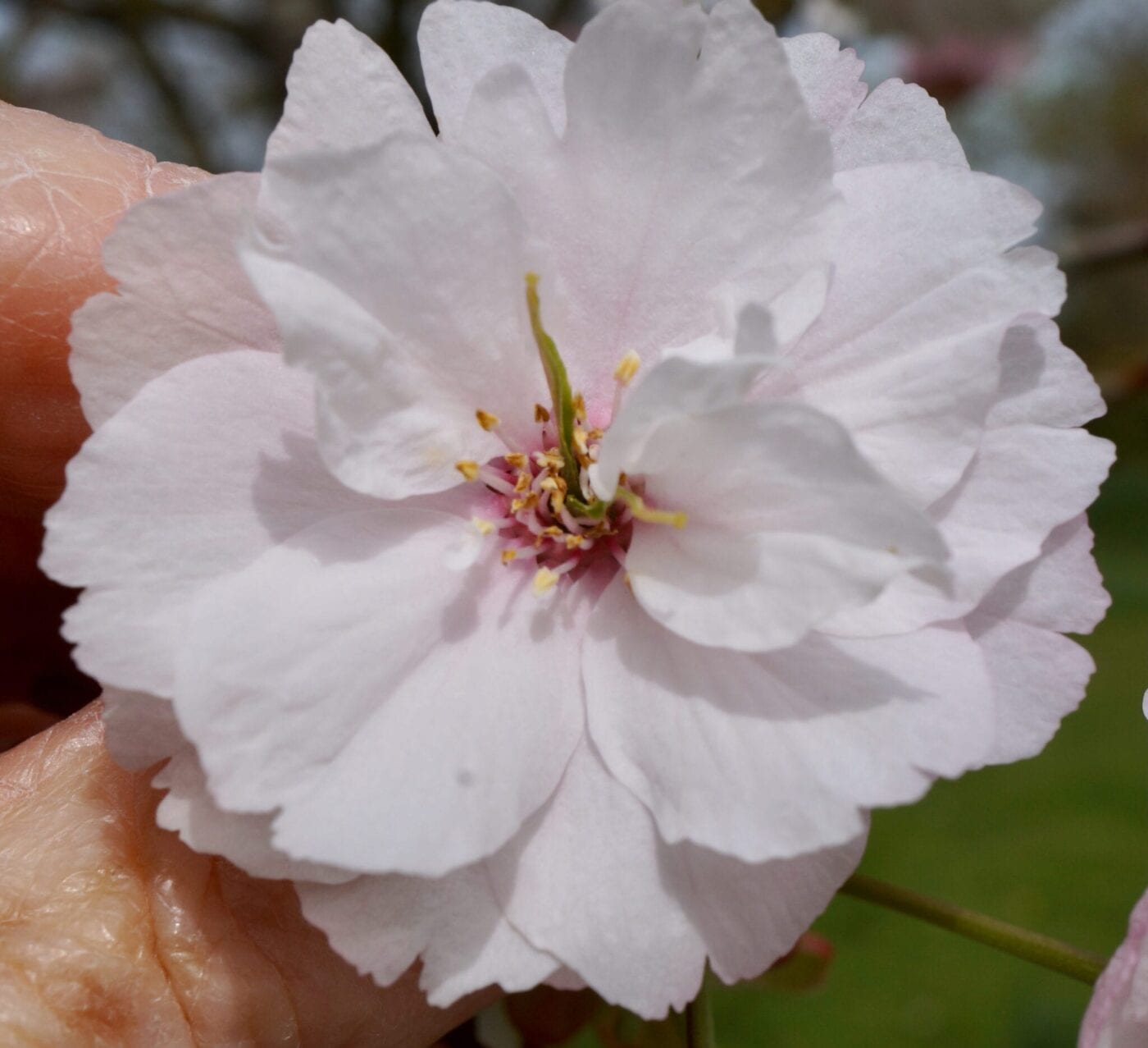 cherry ichiyo flower