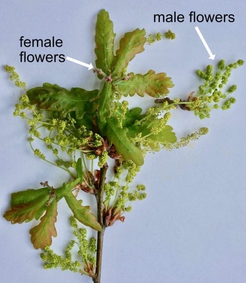 english oak female and male flowers