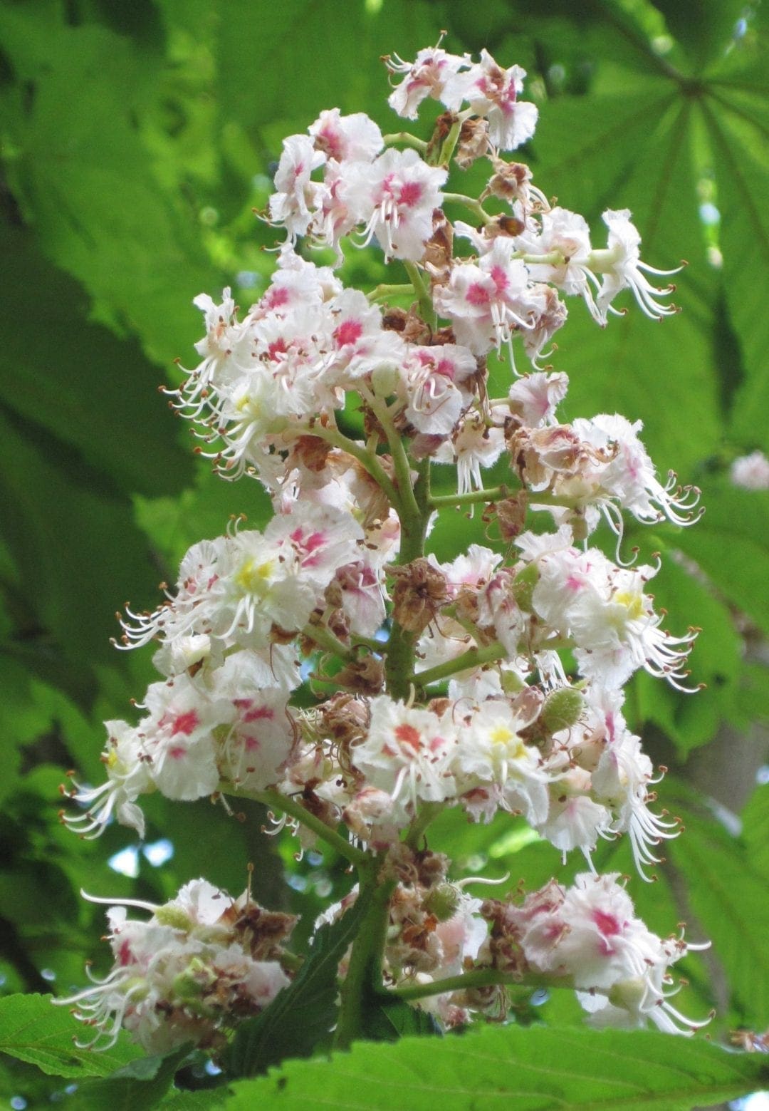 Two Horse Chestnuts Tree Guide UK